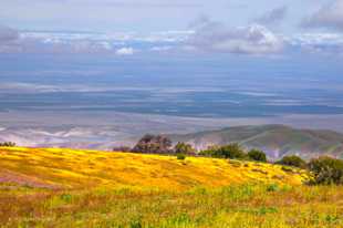 Hills of wildflowers-0667 Hills of wildflowers-0667